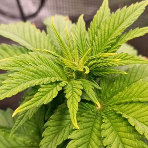 Channel+ growlog photo: Problem Fotos - ich schätze mal, es ist einiges schief gelaufen: 1. übergossen, 2. überdüngt, 3. nutrient lockout und 4. Mangelerscheinungen.