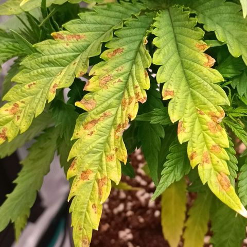 Channel+ growlog photo: Problem Fotos - ich schätze mal, es ist einiges schief gelaufen: 1. übergossen, 2. überdüngt, 3. nutrient lockout und 4. Mangelerscheinungen.