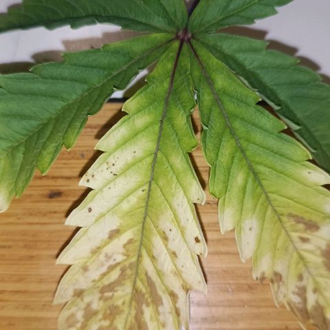 Channel+ growlog photo: Problem Fotos - ich schätze mal, es ist einiges schief gelaufen: 1. übergossen, 2. überdüngt, 3. nutrient lockout und 4. Mangelerscheinungen.