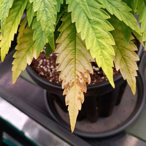 Channel+ growlog photo: Problem Fotos - ich schätze mal, es ist einiges schief gelaufen: 1. übergossen, 2. überdüngt, 3. nutrient lockout und 4. Mangelerscheinungen.