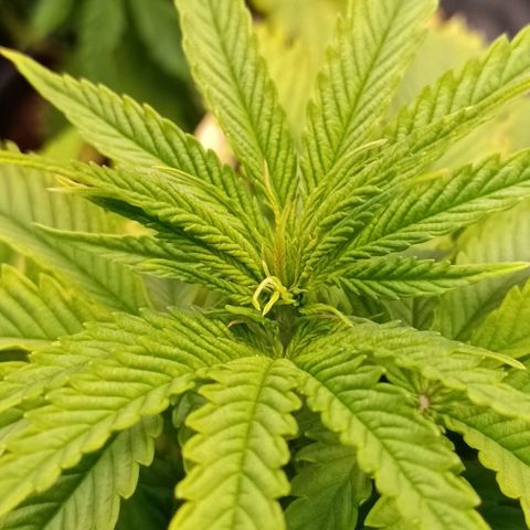 Channel+ growlog photo: Problem Fotos - ich schätze mal, es ist einiges schief gelaufen: 1. übergossen, 2. überdüngt, 3. nutrient lockout und 4. Mangelerscheinungen.