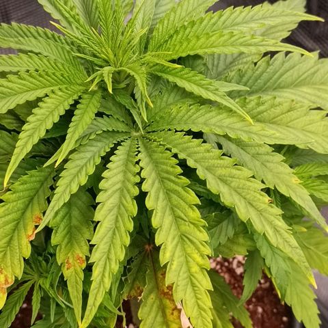Channel+ growlog photo: Problem Fotos - ich schätze mal, es ist einiges schief gelaufen: 1. übergossen, 2. überdüngt, 3. nutrient lockout und 4. Mangelerscheinungen.
