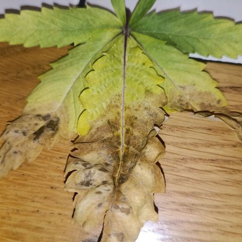 Channel+ growlog photo: Problem Fotos - ich schätze mal, es ist einiges schief gelaufen: 1. übergossen, 2. überdüngt, 3. nutrient lockout und 4. Mangelerscheinungen.