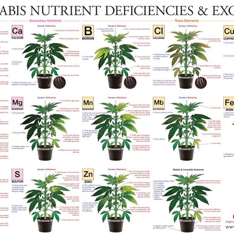Channel+ growlog photo: Problem Fotos - ich schätze mal, es ist einiges schief gelaufen: 1. übergossen, 2. überdüngt, 3. nutrient lockout und 4. Mangelerscheinungen.