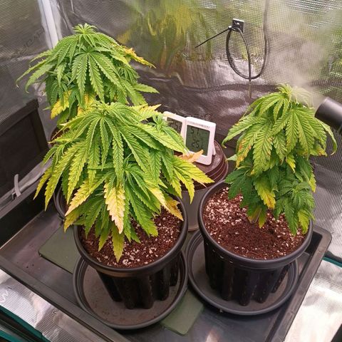 Channel+ growlog photo: Tag 38
