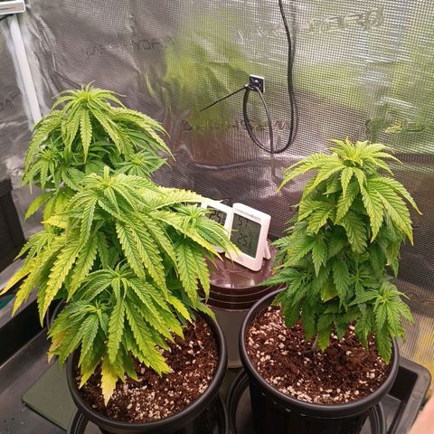 Channel+ growlog photo: Tag 39