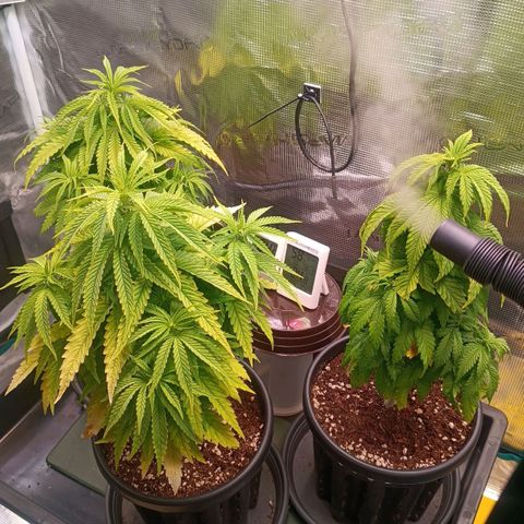 Channel+ growlog photo: Tag 44
