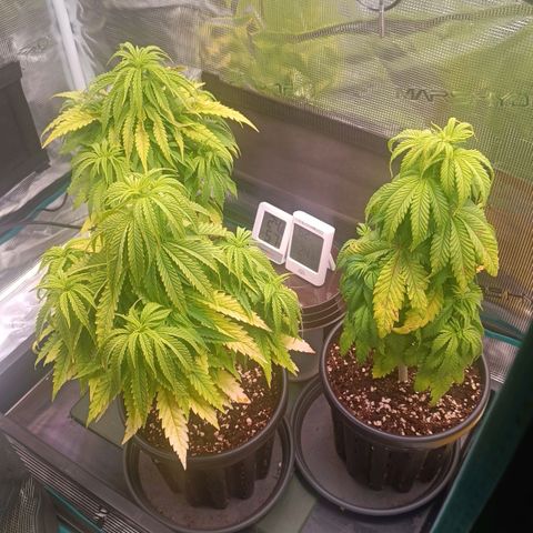 Channel+ growlog photo: Tag 45