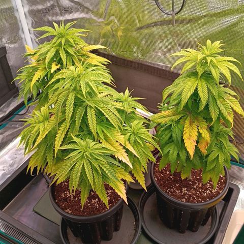 Channel+ growlog photo: Tag 46