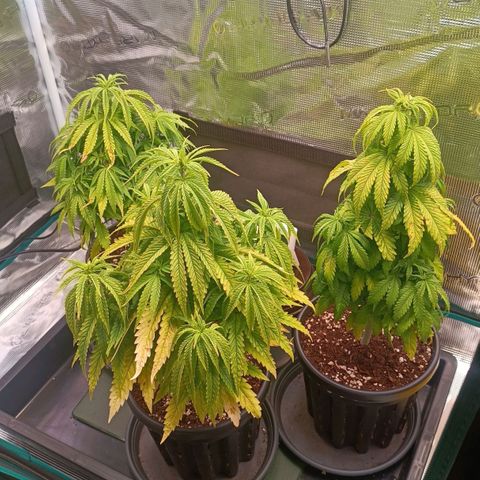Channel+ growlog photo: Tag 48