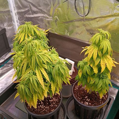 Channel+ growlog photo: Tag 49
