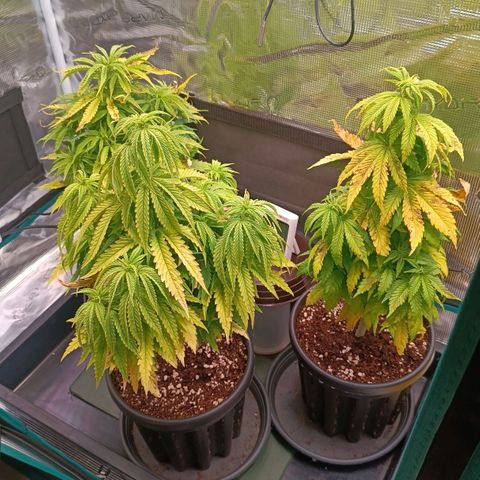 Channel+ growlog photo: Tag 50 vor entlaubung