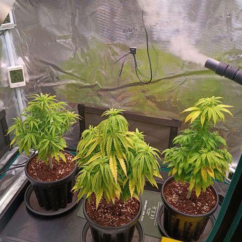 Channel+ growlog photo: Tag 50 nach entlaubung