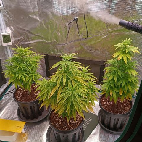 Channel+ growlog photo: Tag 51
