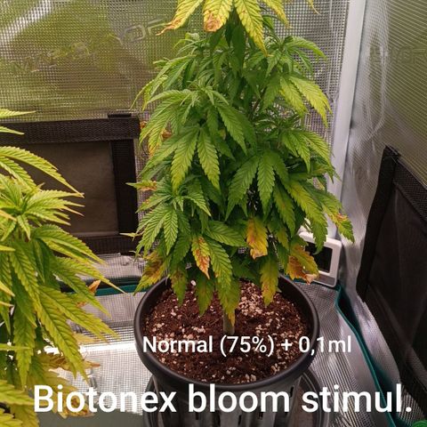 Channel+ growlog photo: Tag 52
