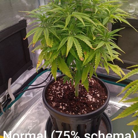 Channel+ growlog photo: Tag 52