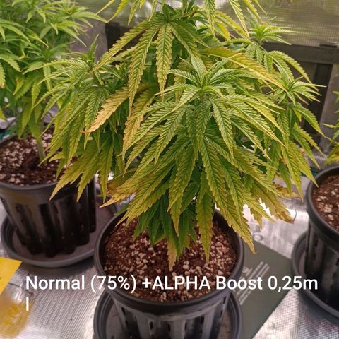 Channel+ growlog photo: Tag 52