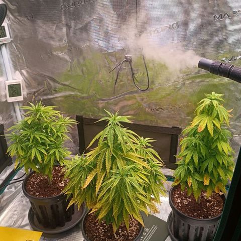 Channel+ growlog photo: Tag 52