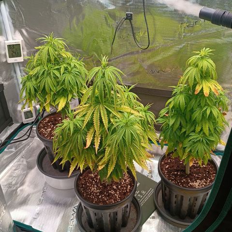 Channel+ growlog photo: Tag 53