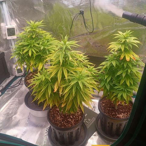 Channel+ growlog photo: Tag 54