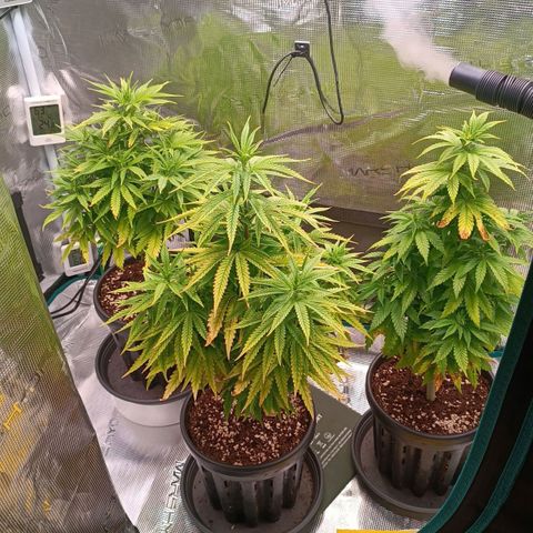 Channel+ growlog photo: Tag 55