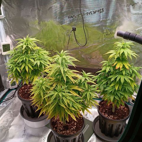 Channel+ growlog photo: Tag 56