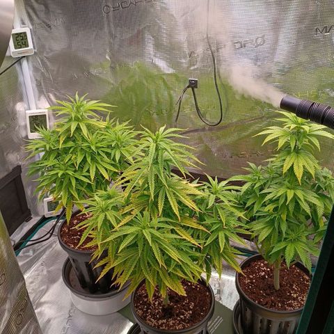 Channel+ growlog photo: Tag 57