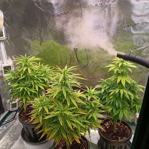 Channel+ growlog photo: Tag 58