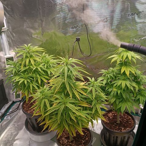 Channel+ growlog photo: Tag 59