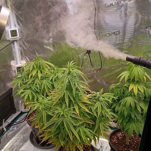 Channel+ growlog photo: Tag 61