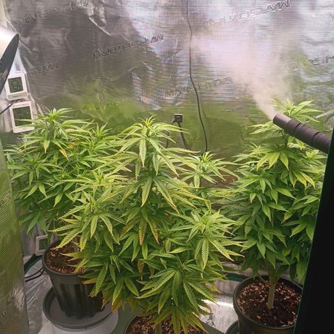 Channel+ growlog photo: Tag 65
