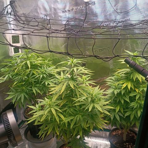 Channel+ growlog photo: Tag 68