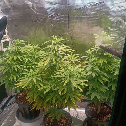 Channel+ growlog photo: Tag 68