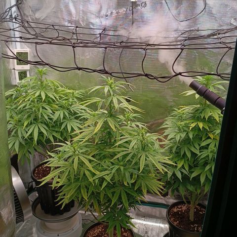 Channel+ growlog photo: Tag 69