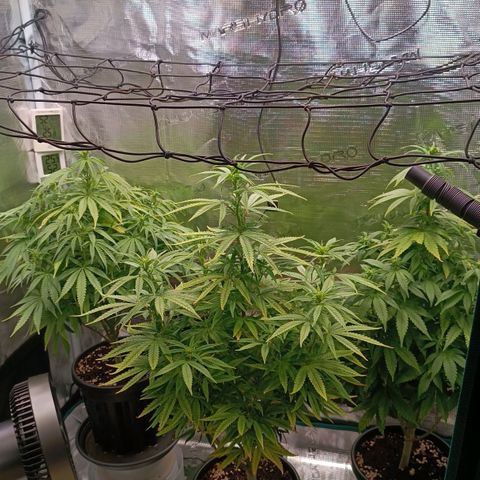 Channel+ growlog photo: Tag 70