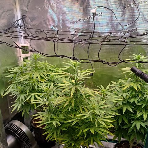 Channel+ growlog photo: Tag 71