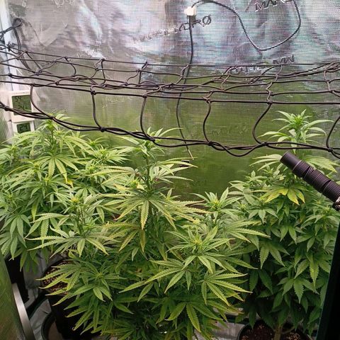 Channel+ growlog photo: Tag 72