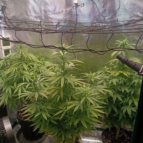 Channel+ growlog photo: Tag 73