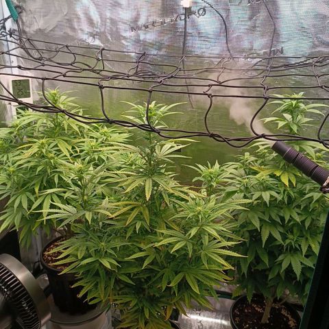 Channel+ growlog photo: Tag 74