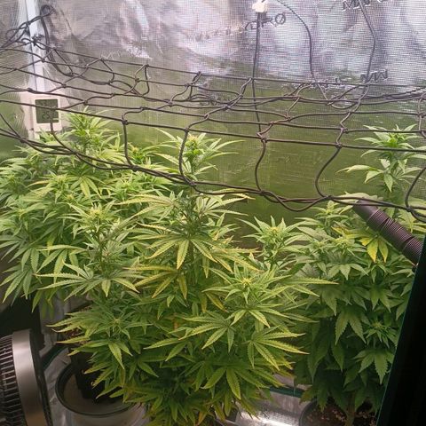 Channel+ growlog photo: Tag 75