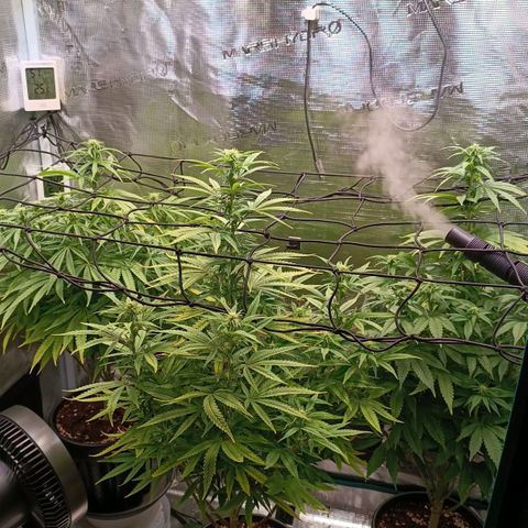 Channel+ growlog photo: Tag 76