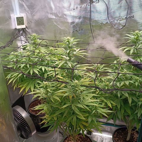 Channel+ growlog photo: Tag 77