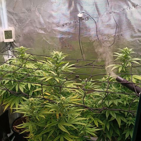 Channel+ growlog photo: Tag 78