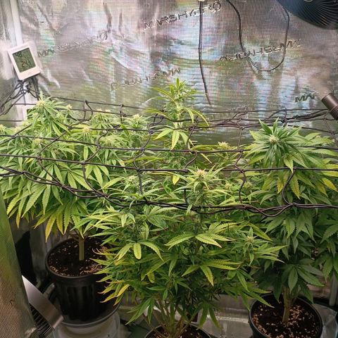 Channel+ growlog photo: Tag 79