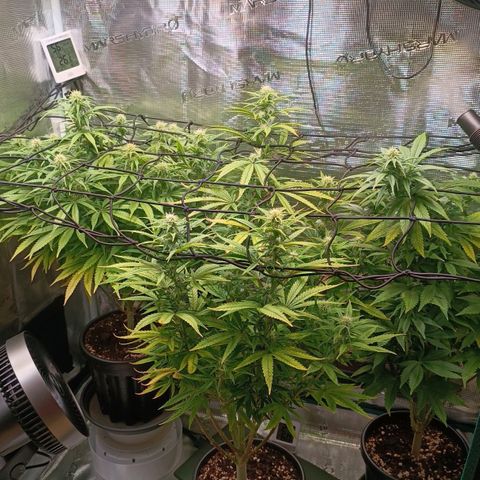 Channel+ growlog photo: Tag 80