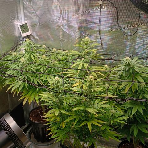 Channel+ growlog photo: Tag 81