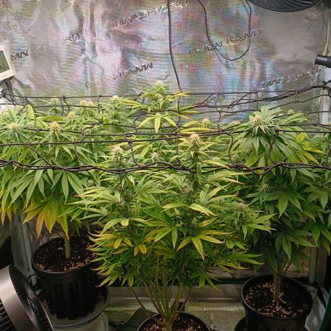 Channel+ growlog photo: Tag 82