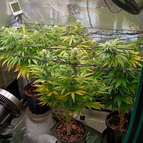 Channel+ growlog photo: Tag 83