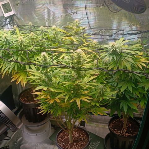 Channel+ growlog photo: Tag 84
