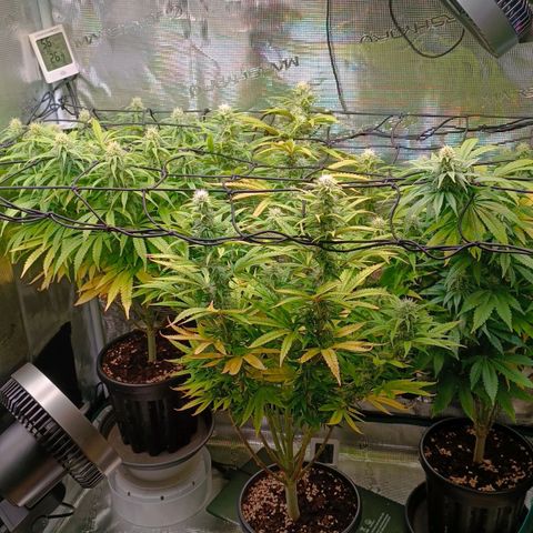 Channel+ growlog photo: Tag 85
